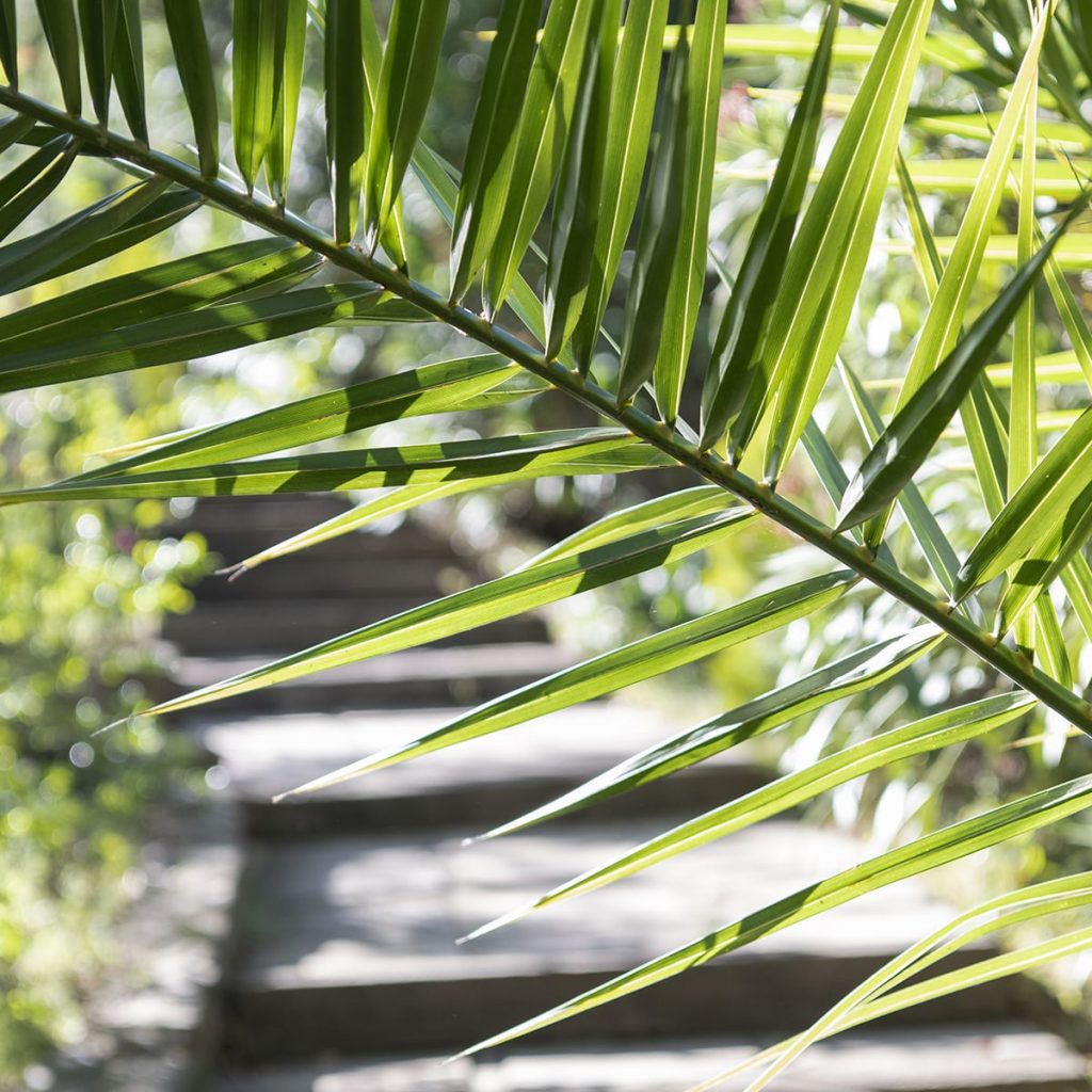 verdure Villa Bauhinia Saint Tropez