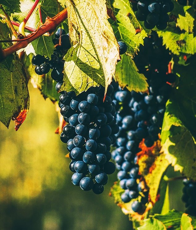 Vignobles | Villa Bauhinia