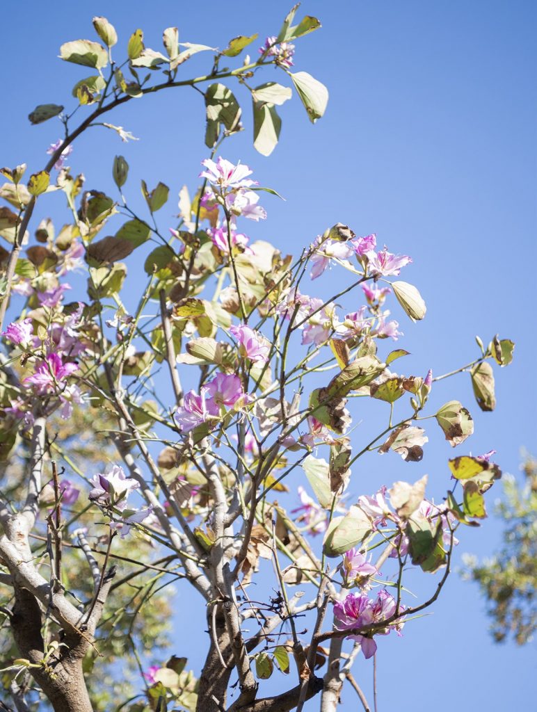 Villa Bauhinia | Location Golfe de St-Tropez